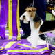 Image for article titled I Can't Believe I Am Defending the 'New England Patriots' of Dogs But I Am